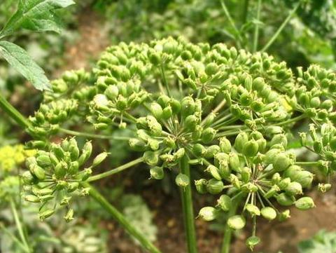 Angelica dahurica seeds Bai Zhi seeds Dang Gui